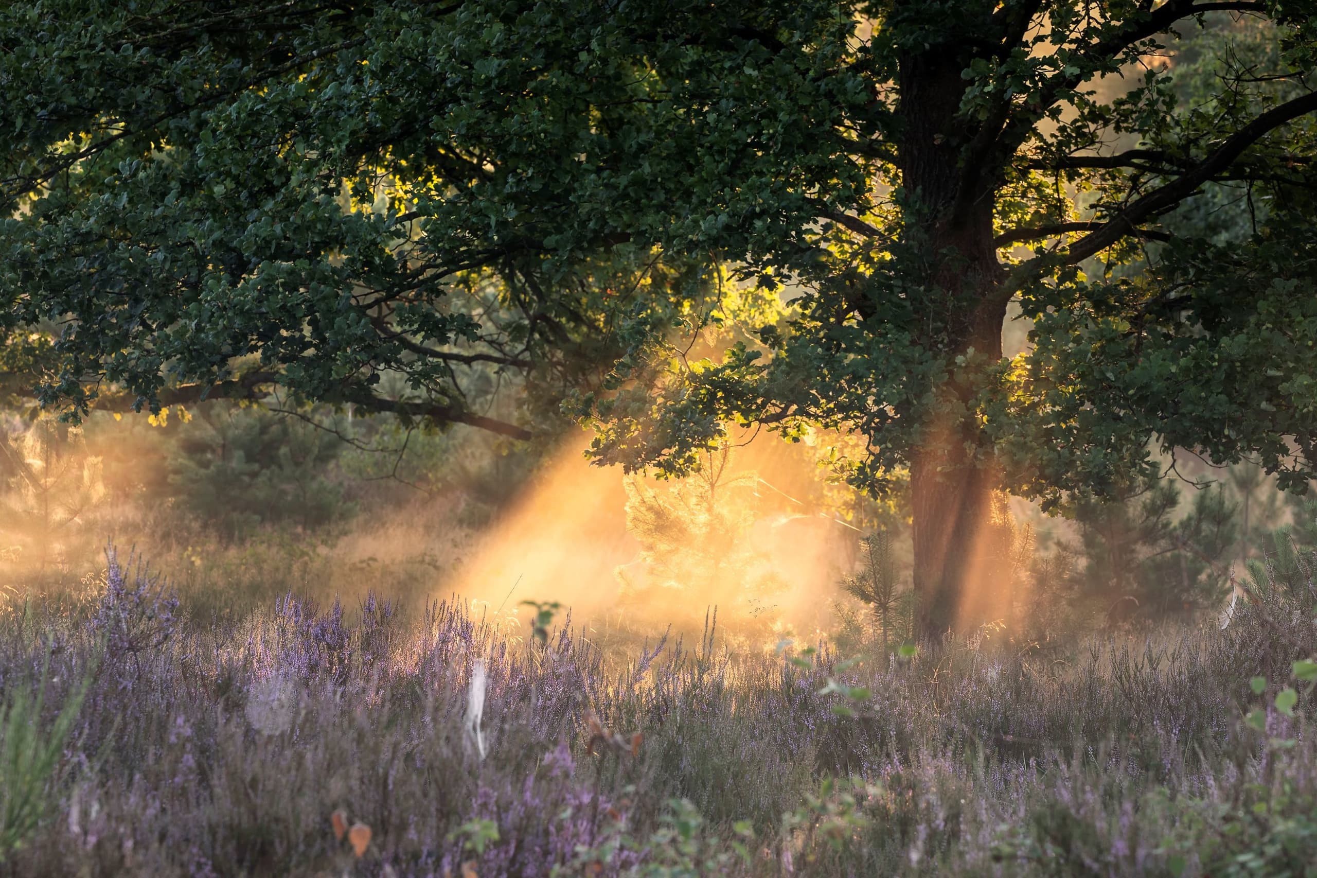 morning-sunrays-through-oak-tree-and-heather-2023-11-27-05-01-58-utc.jpg